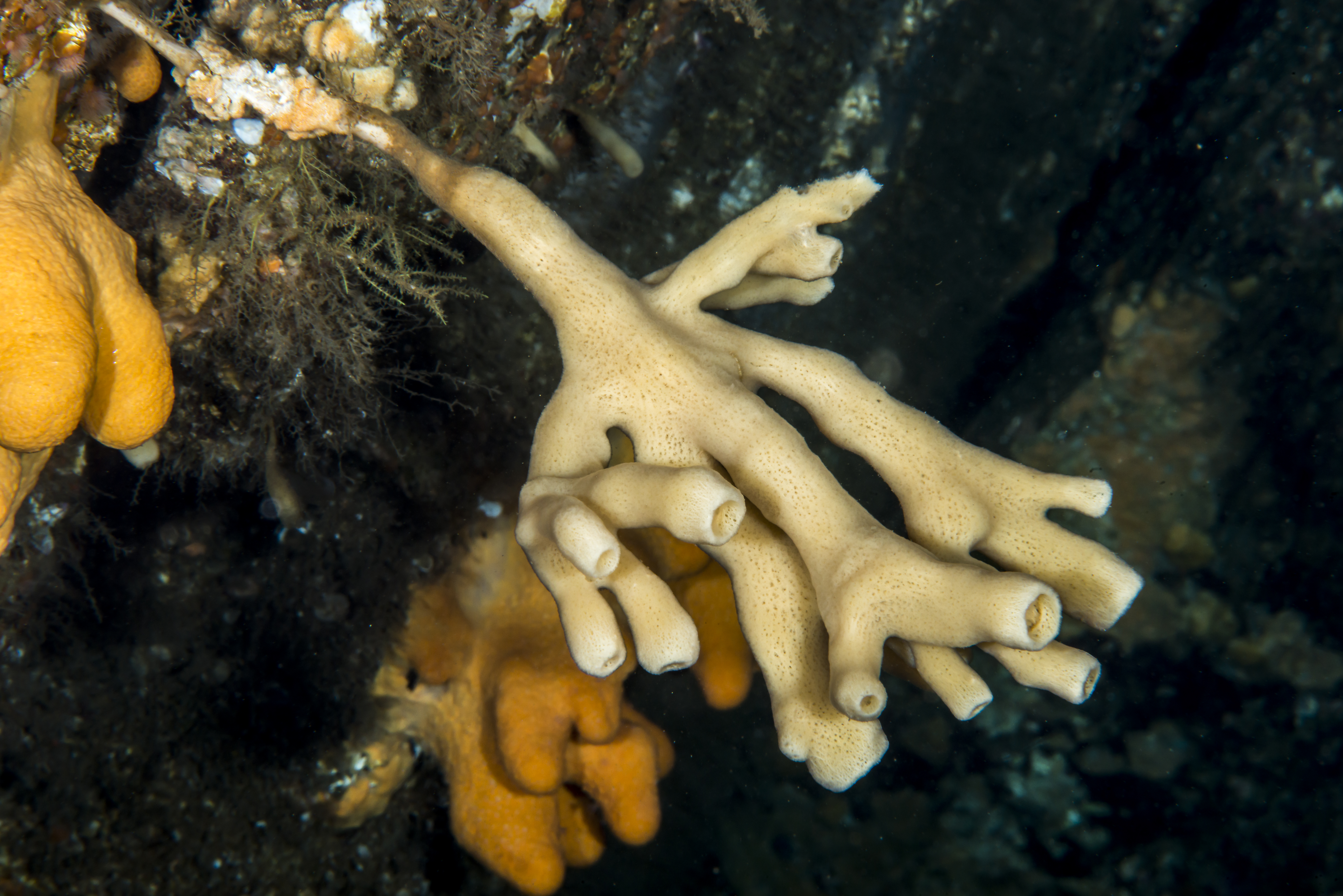 Bildet viser stilkformet svamp 