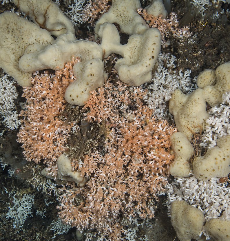 
Lophelia pertusa 02 07 2014 5