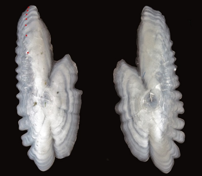 Figur file_html_b801fc29b33a5a4d.jpg