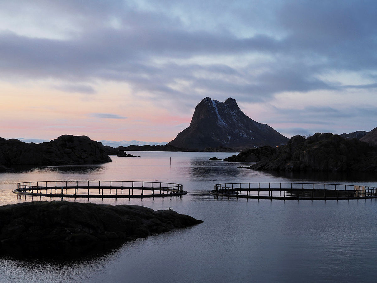 Oppdrettsanlegg i steine i Lofoten Liv Eva Welhaven Løchen.jpg