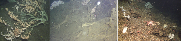 Bildet viser døde rester av sjøtre og korallgrus