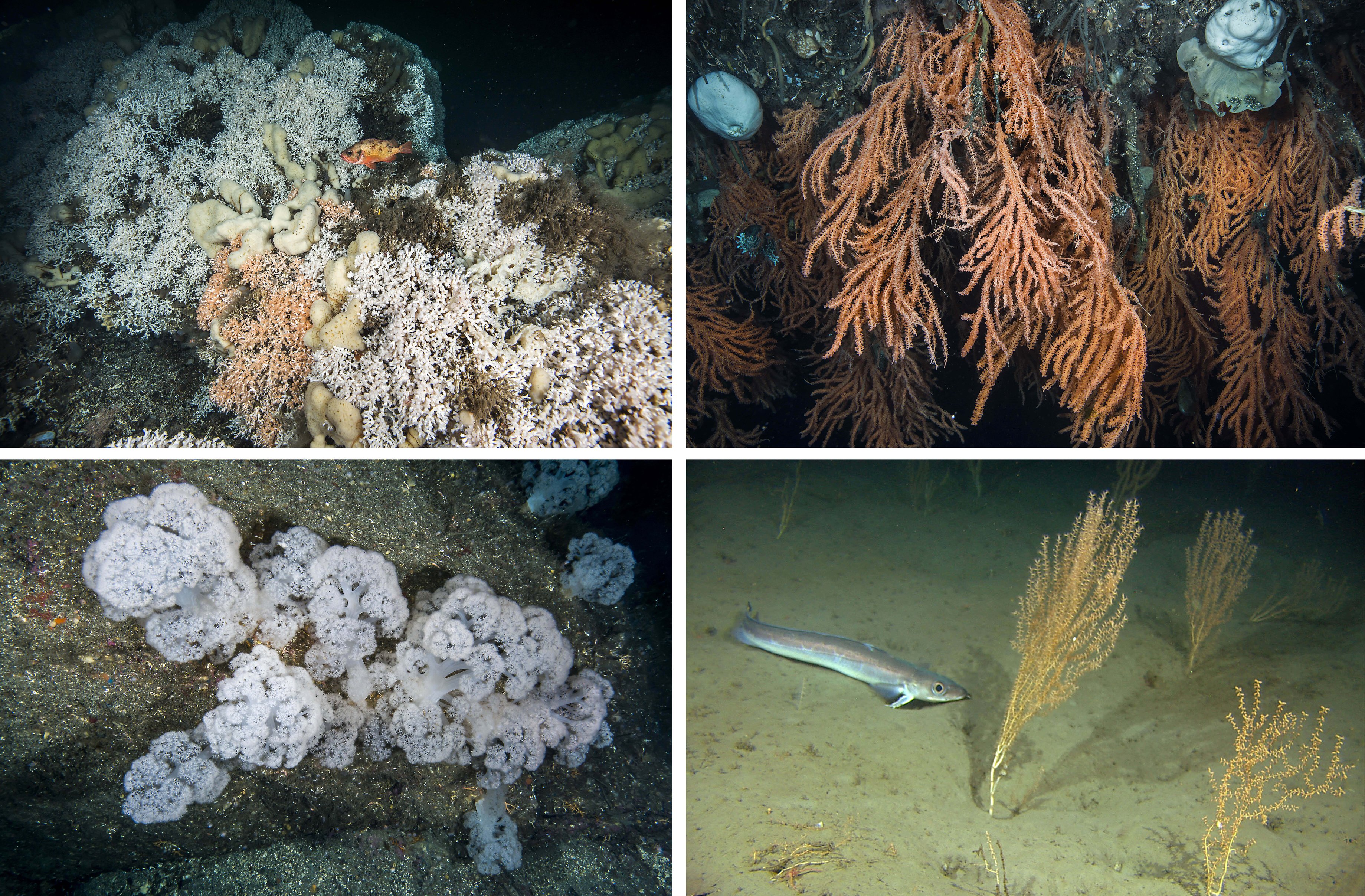 Bildet viser ulike arter av koralldyr