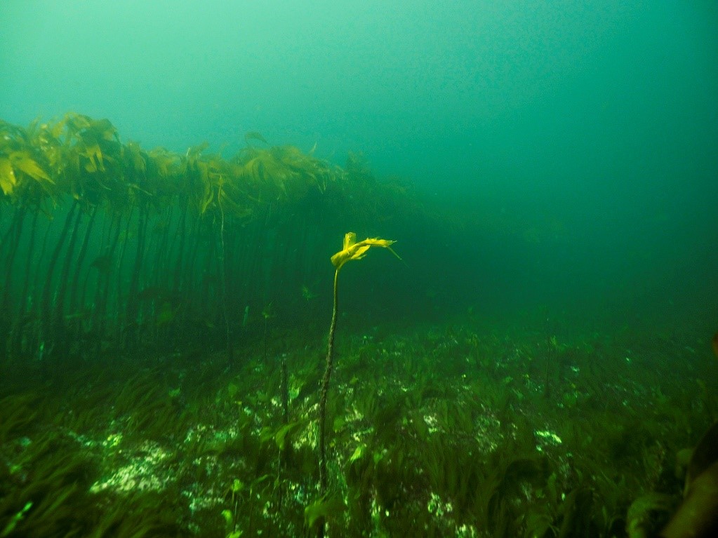 Undervannsfoto av tare
