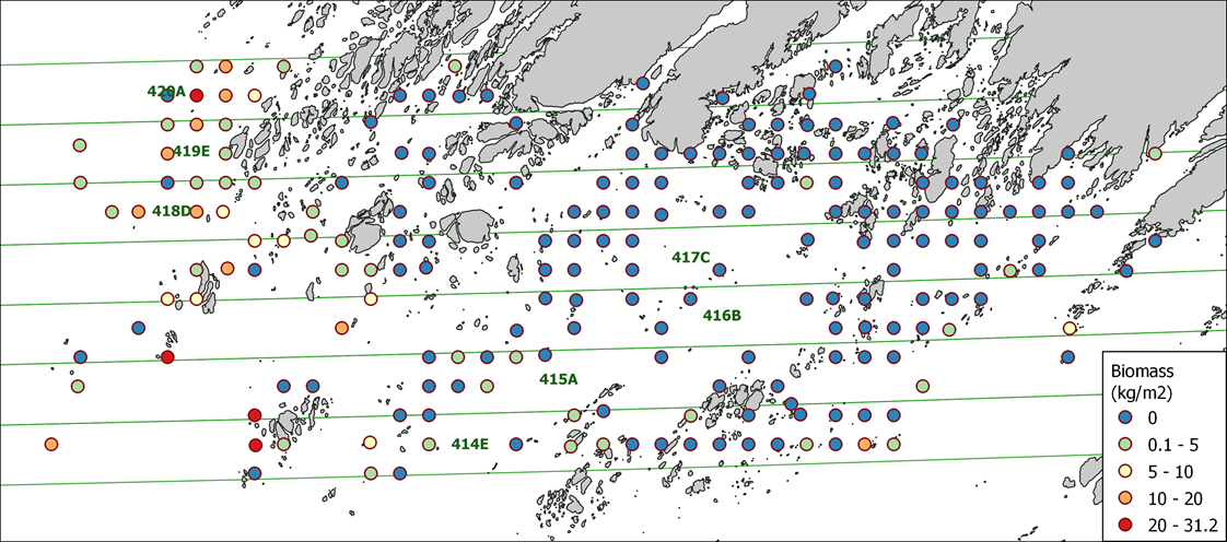 Figur 17. Biomasse av stortare (kg/m2) observert i høstfeltene 414E-420A i Vikna i juni 2020. 