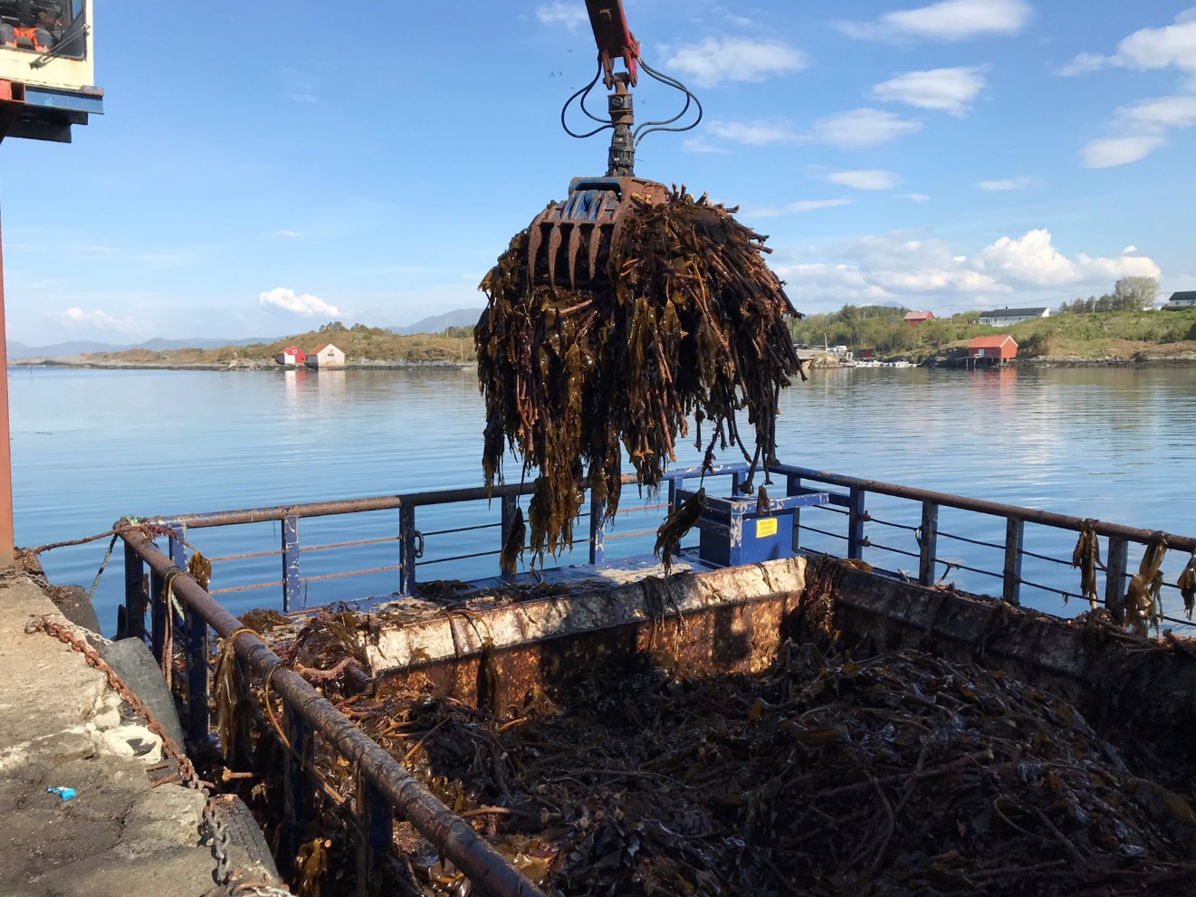 Figur 25. Taretråler som laster opp stortare til et mottak ved på Vevang i Hustadvika kommune i Møre og Romsdal . Hvert last/grep veier ca. 1 tonn. (Foto: Carla Freitas / Havforskningsinstituttet)