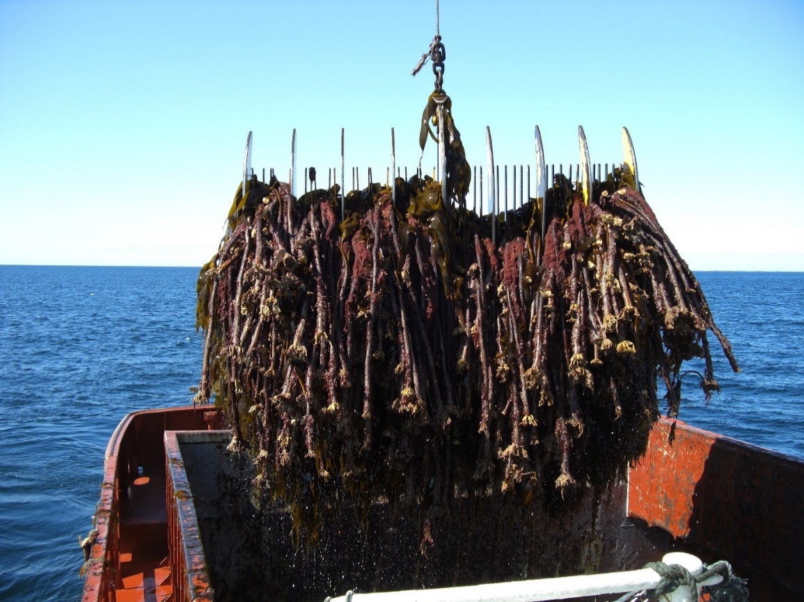 Figur 2. Taretråling (foto: Henning Steen, Havforskningsinsituttet).