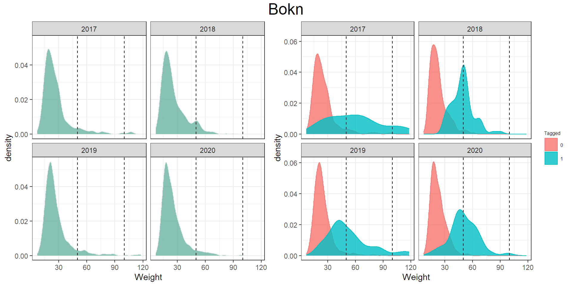 Figuren viser antall trålfanget laks i ulike størrelsesgrupper, og viser at fisk som er merket er større enn umerket fisk.