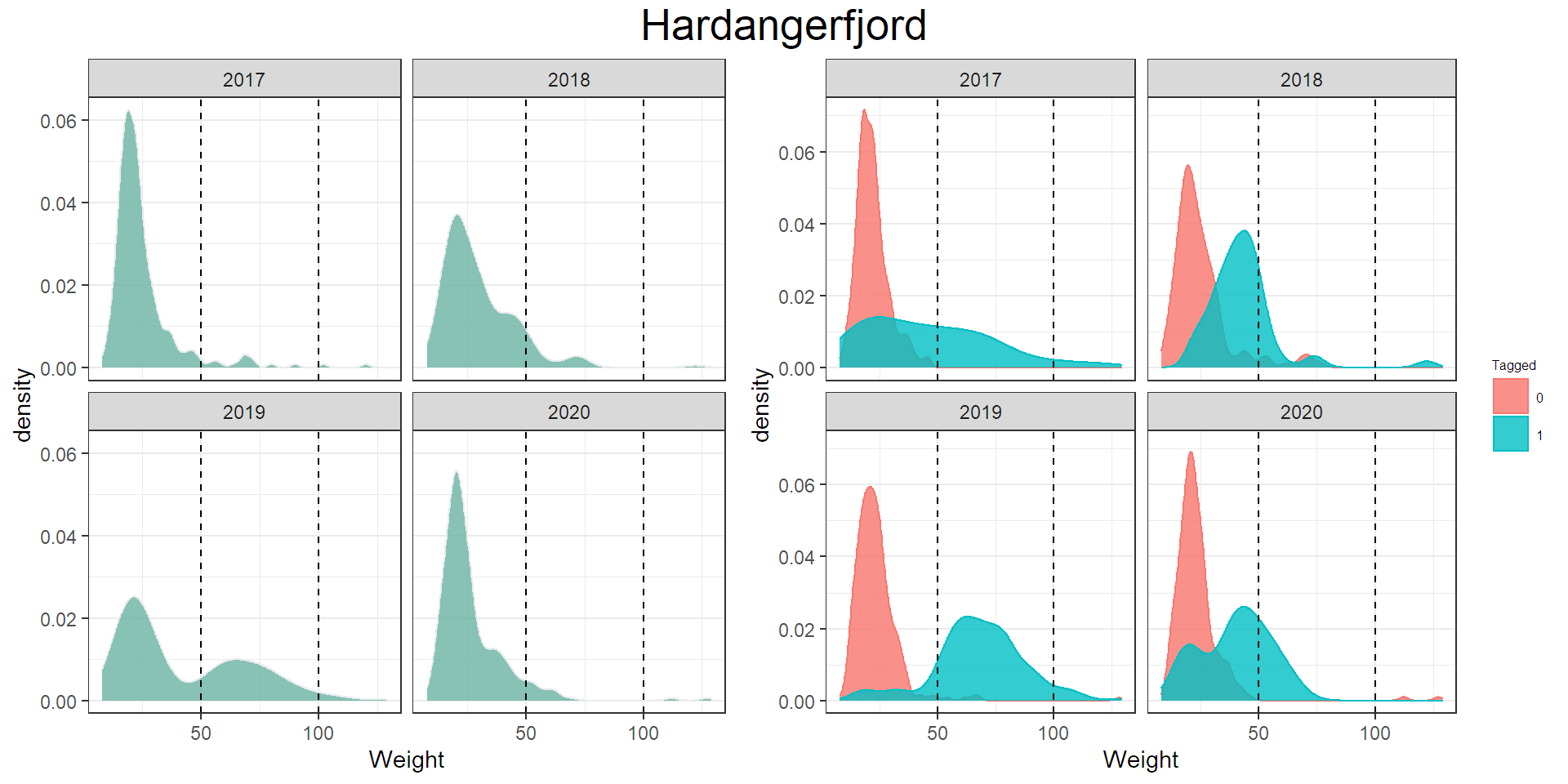 Figuren viser antall trålfanget laks i ulike størrelsesgrupper, og viser at fisk som er merket er større enn umerket fisk.