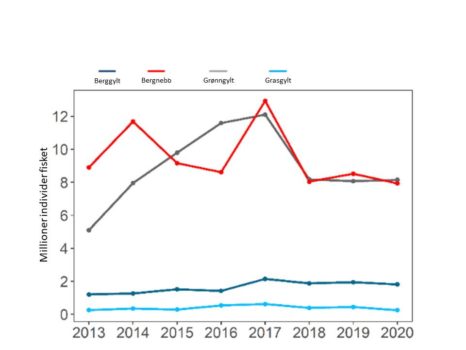 Vedlegg 13: Utviklingen i nasjonalt uttak av leppefisk fordelt på de ulike artene. Data fra Fiskeridirektoratets sluttseddelstatistikk. Totalkvote på 18 millioner ble innført i 2018, noe som reduserte fangsten for bergnebb og grønngylt, men tiltaket hadde liten påvirkning på uttaket av berggylt. Minsteprisen på en fisker får betalt for en berggylt har vært på over 30 kr de siste årene, mens den har ligget på 14-15 kr per grønngylt og bergnebb https://www.vnf.no/media/1168/rundskriv-05-21-minstepris-leppefisk-2021.pdf