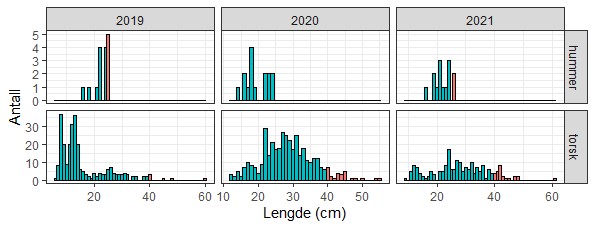 Figur 11: Lengdefordeling av bifangstartene hummer og torsk i referansefiske. Rød farge: over minstemål