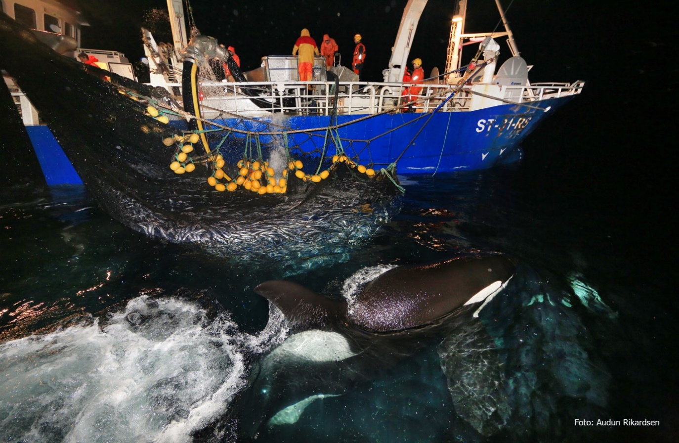 Foto av spekkhoggere ved fiskebåt