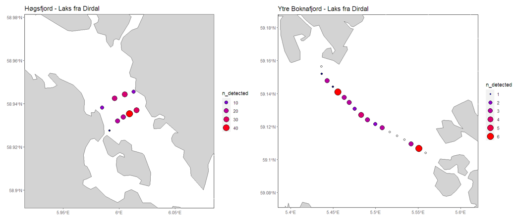 Figuren viser antall fisk detektert på løyttebøyene i Høgsfjorden og i de ytterste lyttebøyene i ett kart.