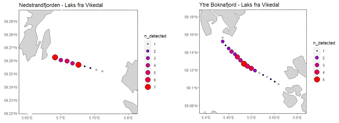 Figuren viser antall fisk detektert på løyttebøyene i Nedstrandsfjorden og i de ytterste lyttebøyene i ett kart.