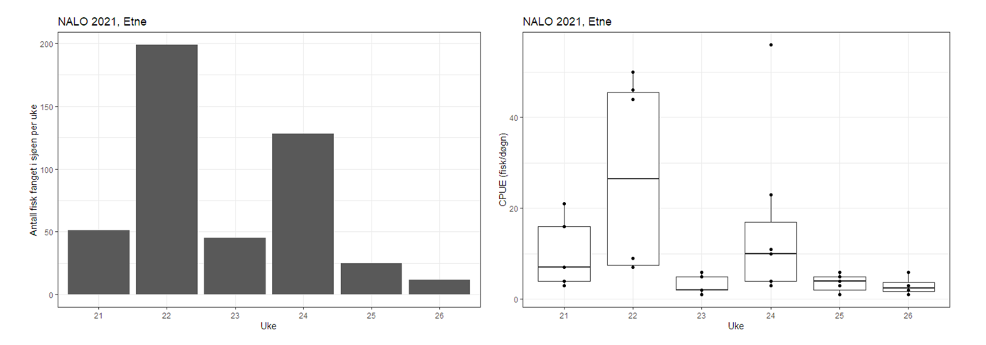 Figur 55. Fangst av sjøørret i lakseruse i Etne i 2021 per uke: total antall fisk fanget (venstre) og standarisert fangst (antall fisk per døgn; høyre).