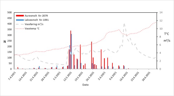 Figur 3. Smoltutvandring for laks og sjøaure i Guddalselva 2021, med vassføring og temperatur.