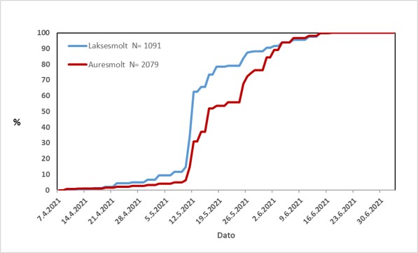 Figur 4. Kumulativ smoltutvandring for laks og sjøaure i Guddalselva 2021.