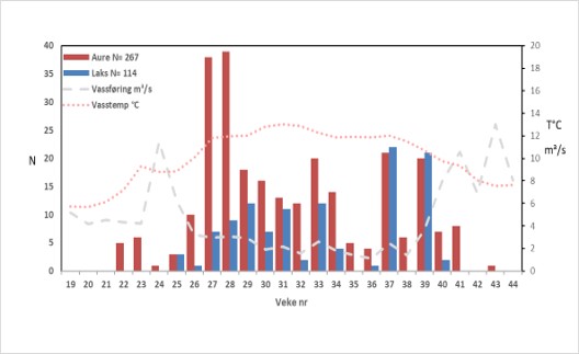 Figur 6: Oppvandring av laks og sjøaure i Guddalselva 2021, med vassføring og temperatur.