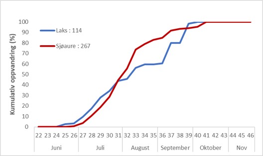 Figur 7. Kumulativ oppvandring av laks og sjøaure i Guddalselva 2021.