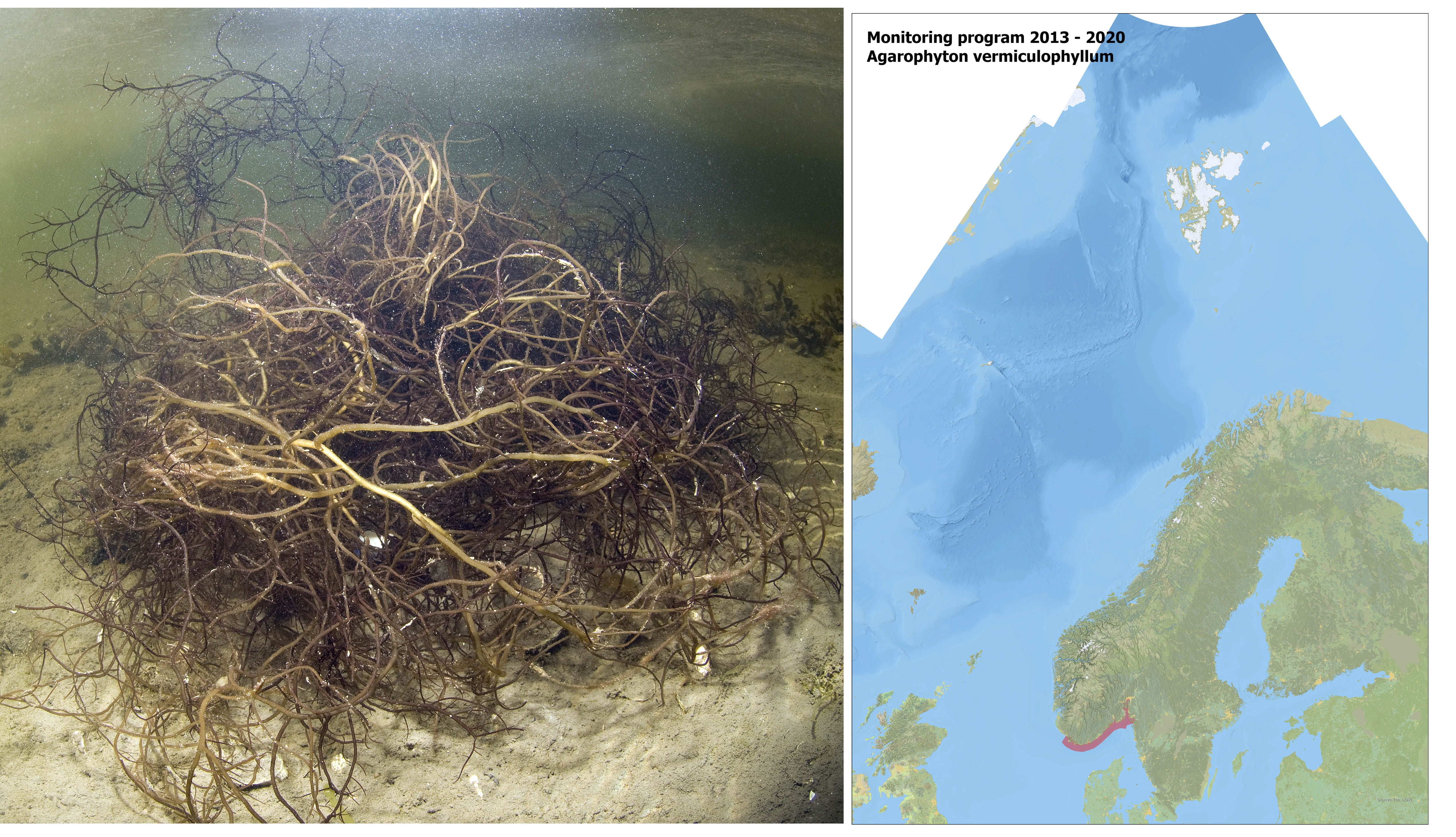 Bildet til venstre viser rødalgen A. vermiculophyllum, kartet til venstre viser hvor arten blir overvåket