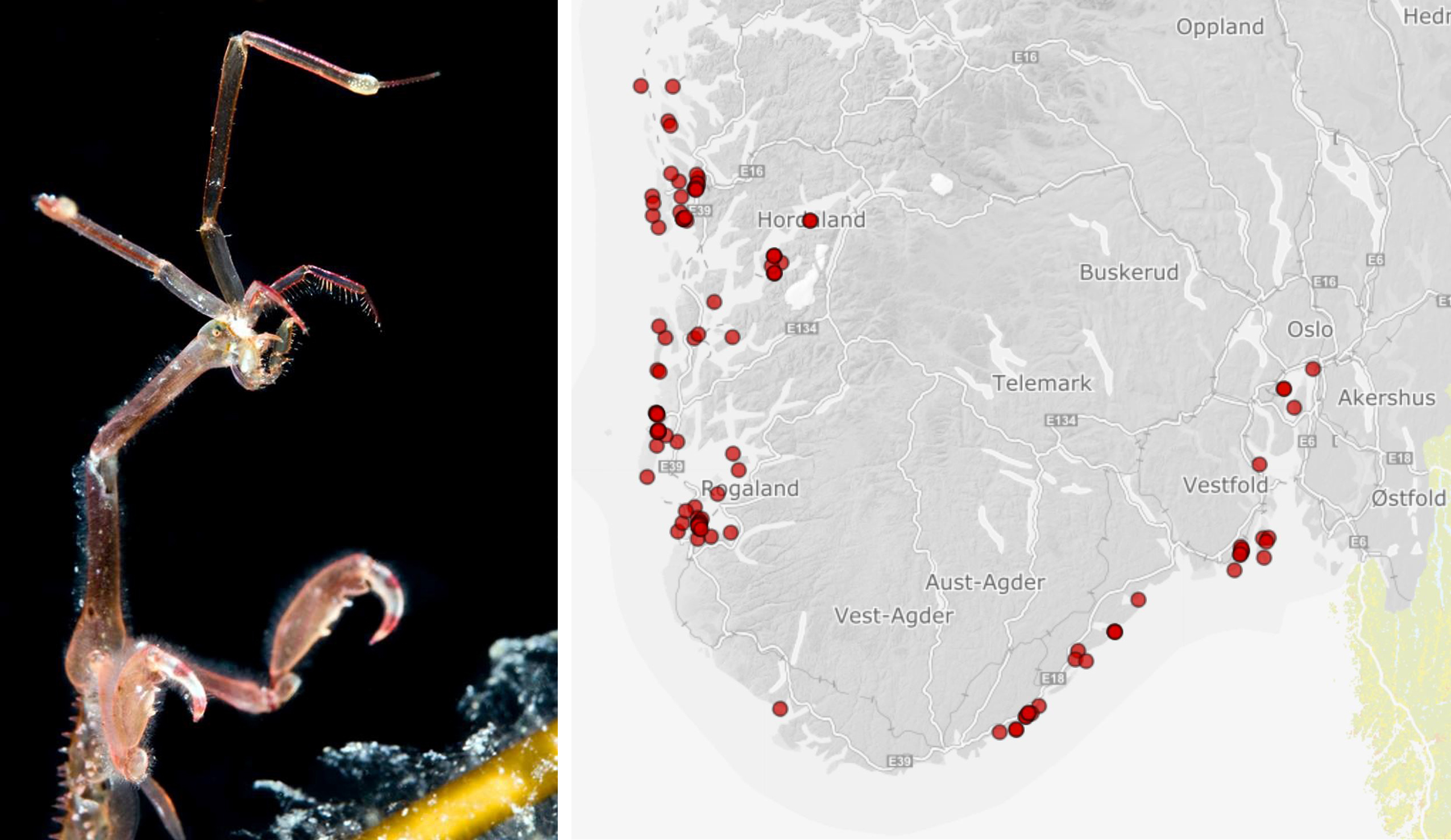 Bildet til venstre viser japansk spøkelseskreps, kartet til høyre viser generell overvåkning av bentiske arter