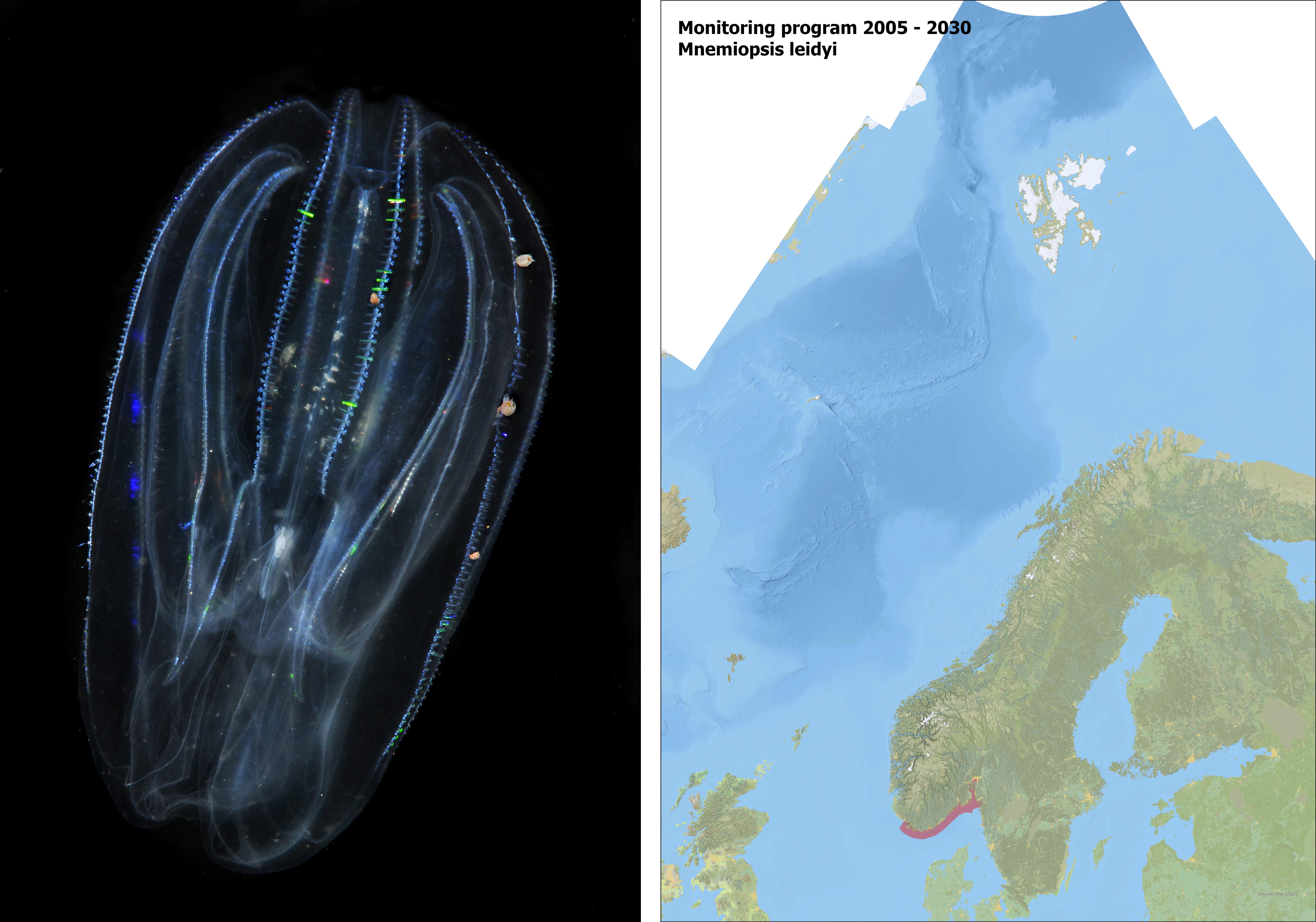 Bildet til venstre Mnemiopsis leidyi, kartet til høyre viser hvro arten blir overvåket 