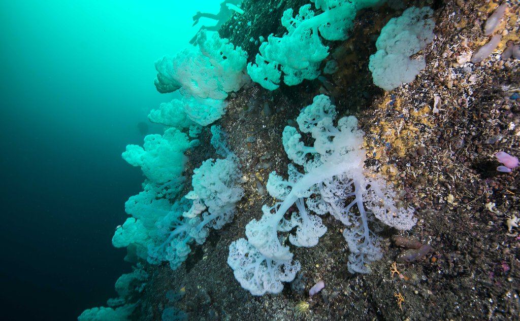 korallrev 