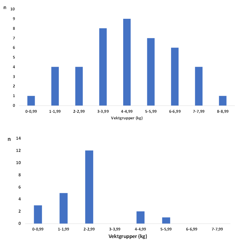 Figur 5 Vektfordeling hos rømt oppdrettsaks fanga på fella (øverst) og i haustfisket (nederst) i 2021. Size distribution of farmed escapees captured in the trap (upper) and in the autumn angling (lower) in 2021.