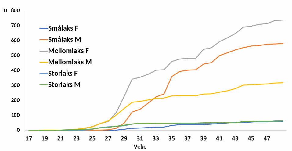 Figur 4 Kumulativ oppvandring av villaks i 2021 fordelt på kjønn og storleiksgrupper (F=Hofisk, M=Hannfisk). Cumulative upstream migration of wild salmon by sex and size-group (F=female, M=Male).