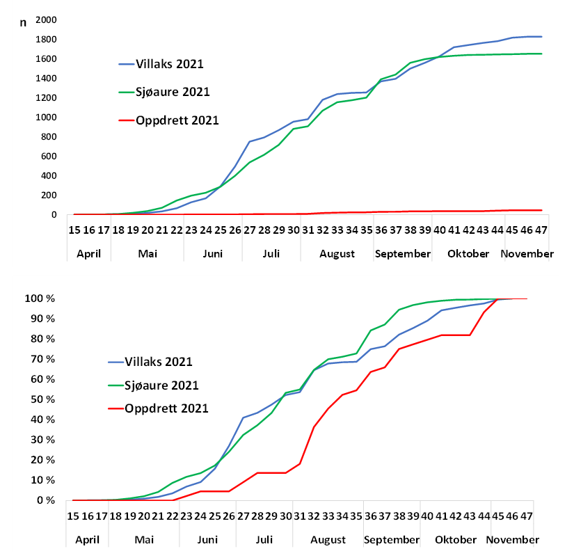 Figur 3 Kumulativ oppvandring av vill og rømt laks og sjøaure pr veke i fella 2021, absolutt tal (øverst) og prosentvis (nederst). Cumulative upstream migration of escaped salmon, and wild salmon and sea trout captured in the fish trap per week in 2021, with absolute numbers (upper) and percentage (lower).