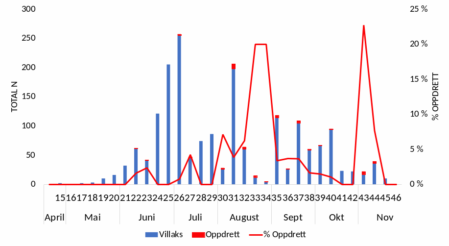 Figur 7 Oppvandra mengde vill og rømt fisk og prosent oppdrettsfisk registrert (raud linje) på fella pr. veke i 2021. Numbers of wild and farmed fish trapped in Etne, and the percent of farmed salmon (red line), per week in 2021.