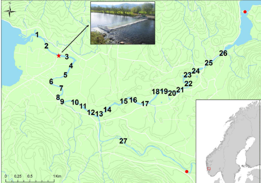 Figur 1 Etneelva med fiskesonene 1-27 innteikna. Plasseringa av fiskefella i sone 3 er vist med raud stjerne og stasjonar for måling as vassføring i Nordelva og Sørelva er vist med raude punkt. The river Etne with fishing zones 1-27 marked. The trap is located in the lower section of zone 3. Stations for measuring water discharge are depicted by the red dots in Nordelva and Sørelva.