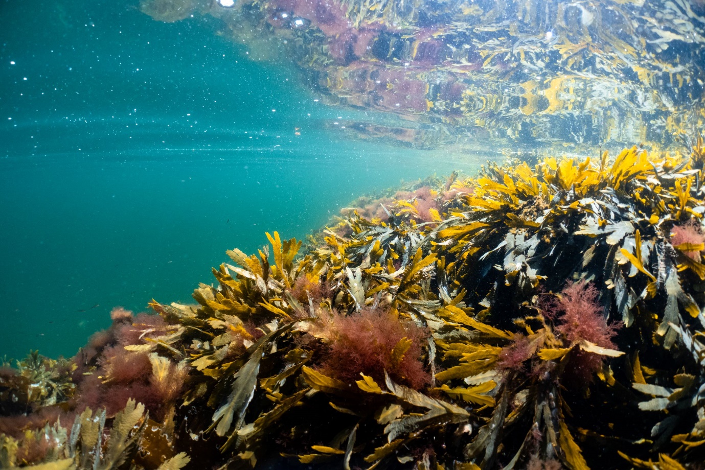 undervannsfoto av tareskog