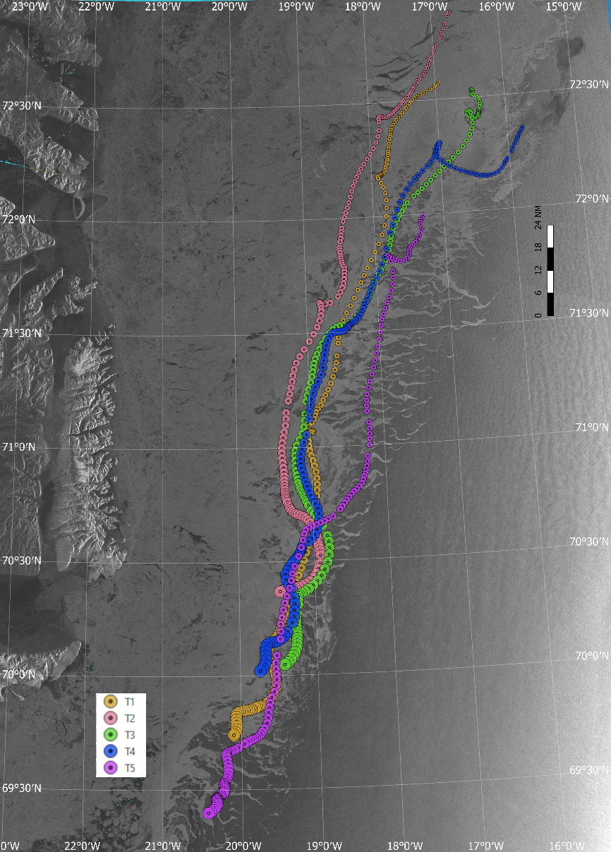 Fig. 7. Tracks of five GPS/Idirium tracking devices deployed by helicopter from KV Svalbard on ice floes around the main seal concentrations 18-24 March 2018. The tracks illustrated the ice drift up to and including March 24. The background image is a Sentinel 1 SAR image of sea ice concentration taken on March 27th.