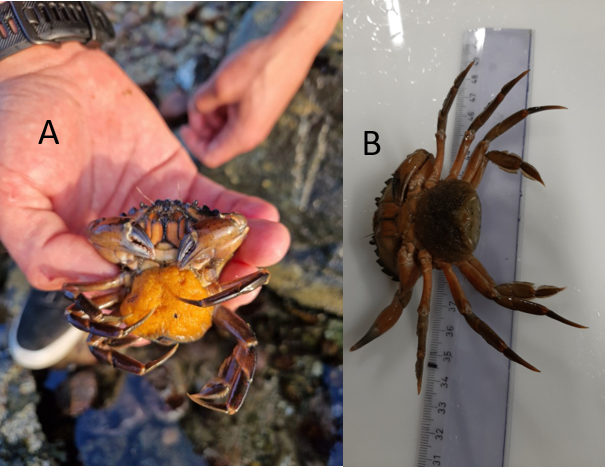 Bilde: Strandkrabber med utrogn