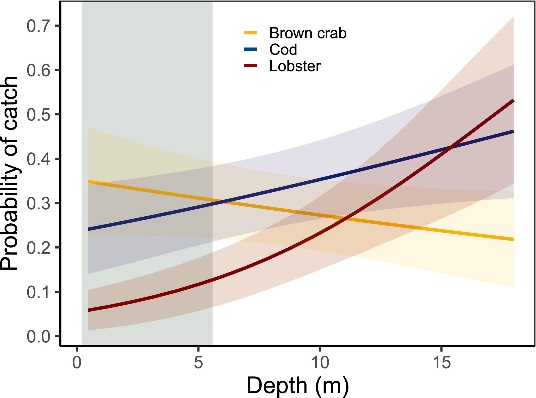 Figur: Sannsynlighet for fangst av taskekrabbe, torsk og hummer som funskjon av dyp, i leppefiskteiner