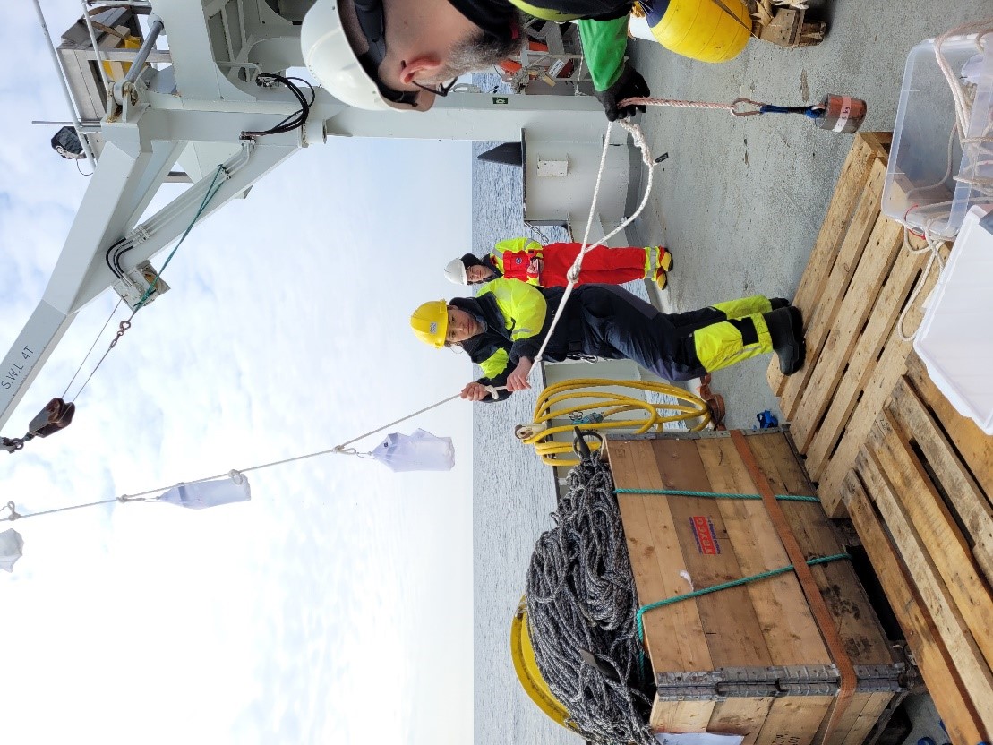 Picture showing the bag experiment (three white netting bags on a rope) as it is being prepared for deployment by Emilie Hernes Vereide, Saskia Kühn and Sigurd Hannaas.