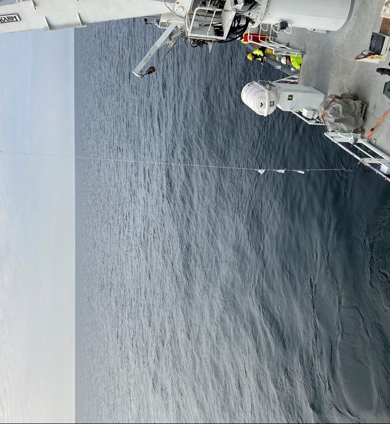 Picture showing the three netting bags on the sting when being lifted from the sea.