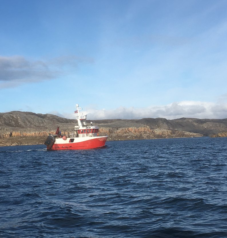 Historic landings of northern shrimp (Pandalus borealis) in Norway