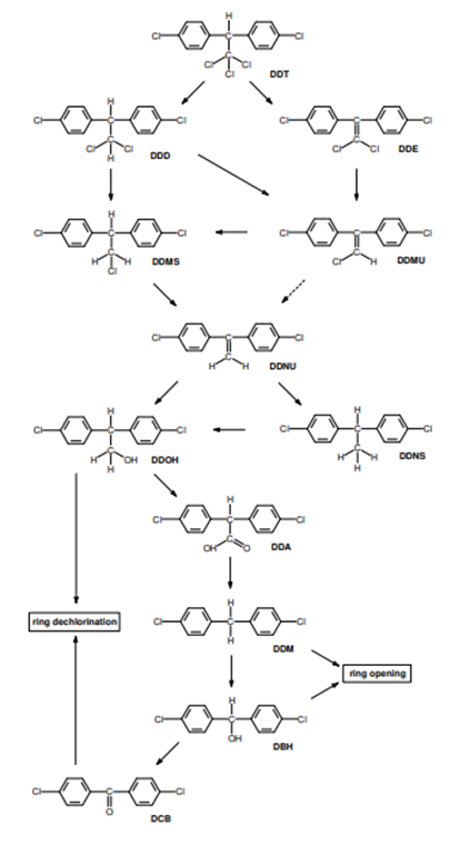 Picture of DDT degradation