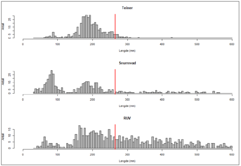 Tre histogrammer som viser antall fisk i forskjellige størrelsesgrupper for torsk fanget i hhv teiner, snurrevad og som ble sett på video.