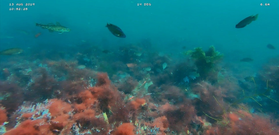 Undervannsbilde av bevokst bunn med leppefisk rundt.