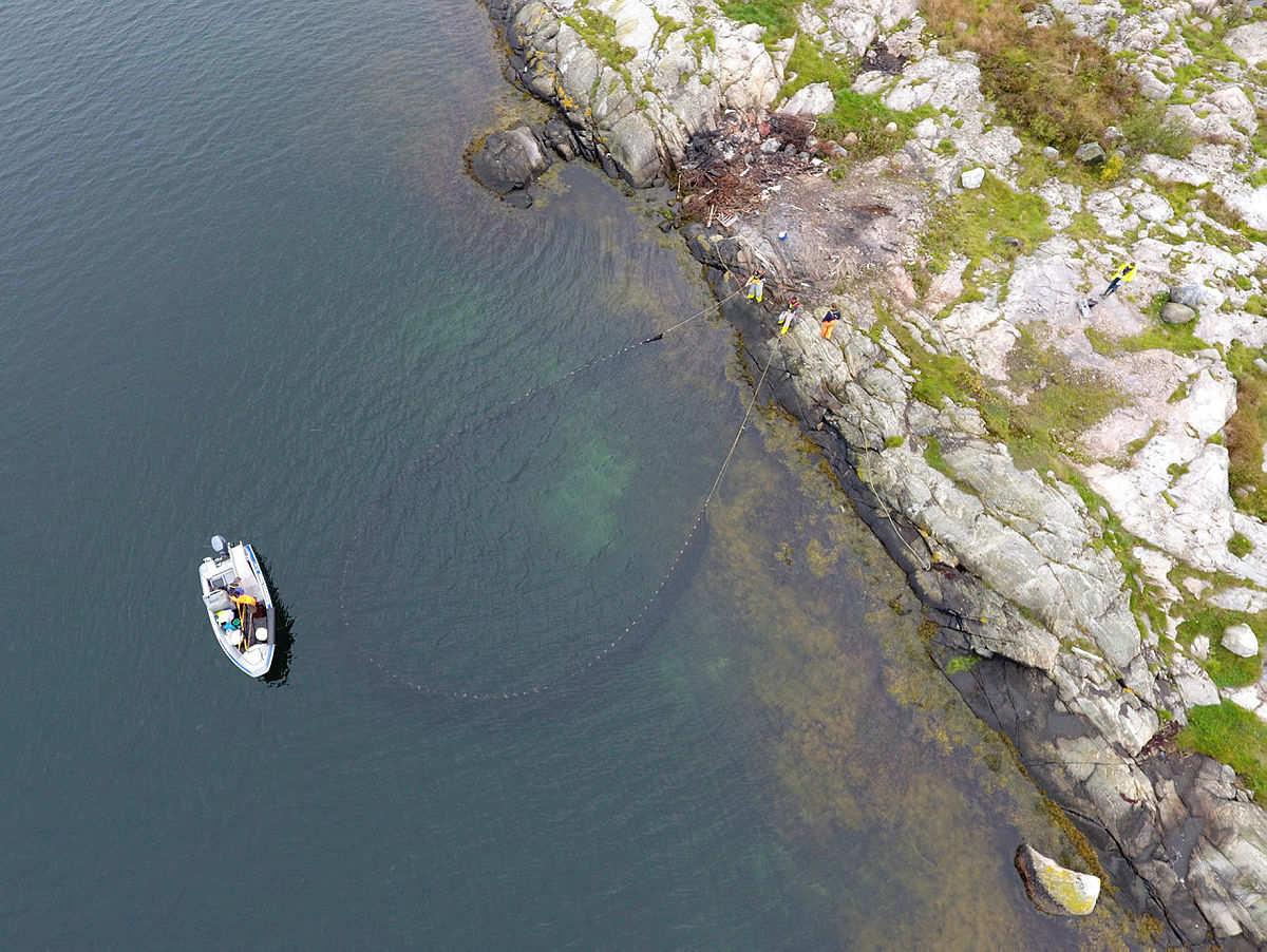 Dronefoto som viser strandnot som trekkes inn mot en kystlinje.