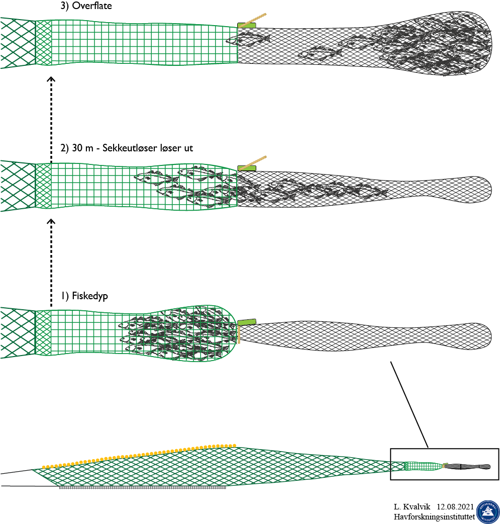 Illustrasjon av metodikken for estimering av seleksjon på fiskedyp og overflateseleksjon. Figuren viser sekken med påmontert småmasket pose og sekkeutløseren som ved hjelp av en stropp holder passasjen mellom sekk og pose lukket (1). Når sekken kommer til ca 30 m dyp, løser den trykkstyrte utløserenheten ut (2).  Da frigjøres stroppen, oppsamlingsposen åpner seg, og fangsten går inn i den småmaskede, Ikke-selektive posen. Det vil derfor ikke være noen overflateseleksjon for denne fangsten (3).