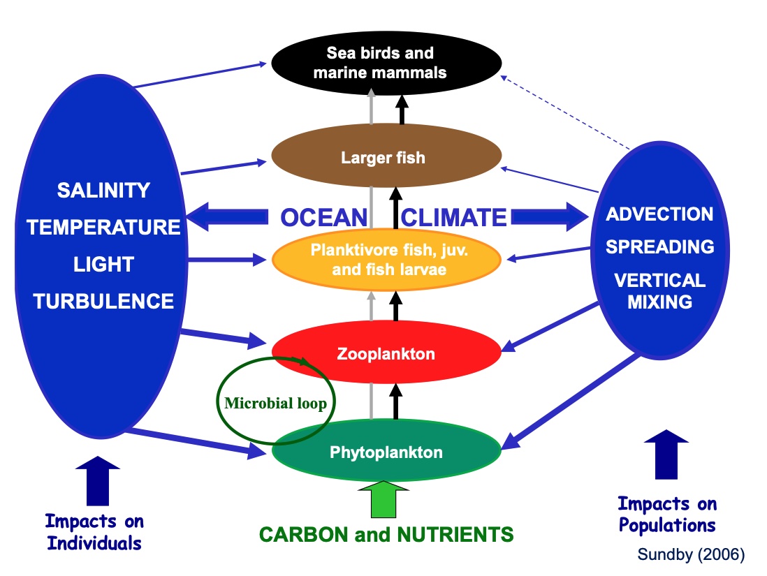 Klimavariable påvirker organismer i marine økosystemer både direkte og indirekte gjennom næringsnettet.