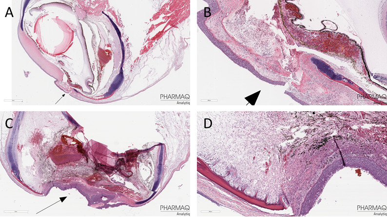 Histologi