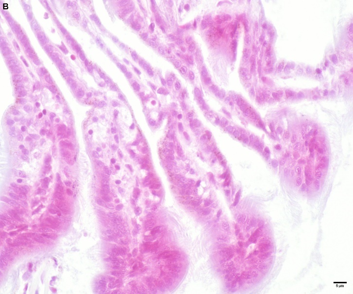 Figure 6.  B) Parallel sections of figure 6A stained with only safranin showing brown pigmented cells, where the metals are deposited, Leica DMRE, 60X. 