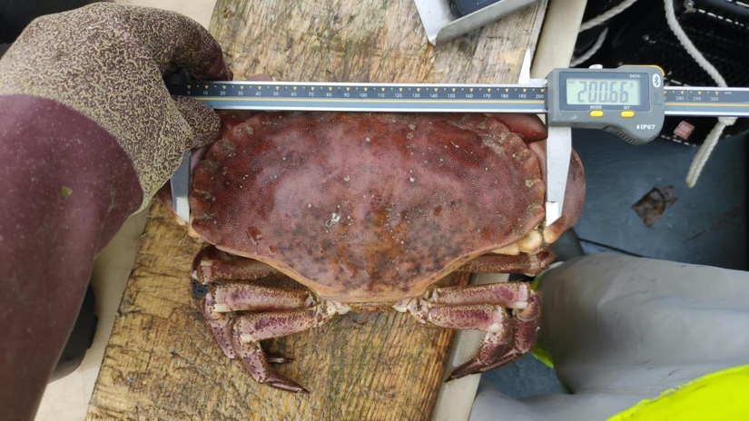 En større taskekrabbe (Cancer pagurus) som blir målt på taskekrabbetoktet i 2021. Foto: Fabian Zimmermann