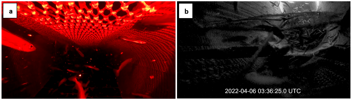 Figure 8.7 - images from video inside the BRS early in haul 07 [03:36:25]: a) position 7iF, hole in leading panel allowing fish through in upper part of BRS; b) position 6iF (DarkVision camera), moderate fish density in front of panel with some fish passing through the lower panel, while a substantial proportion is deflected down and out of the escape openings.  DarkVision camera operating without its own light during this period.