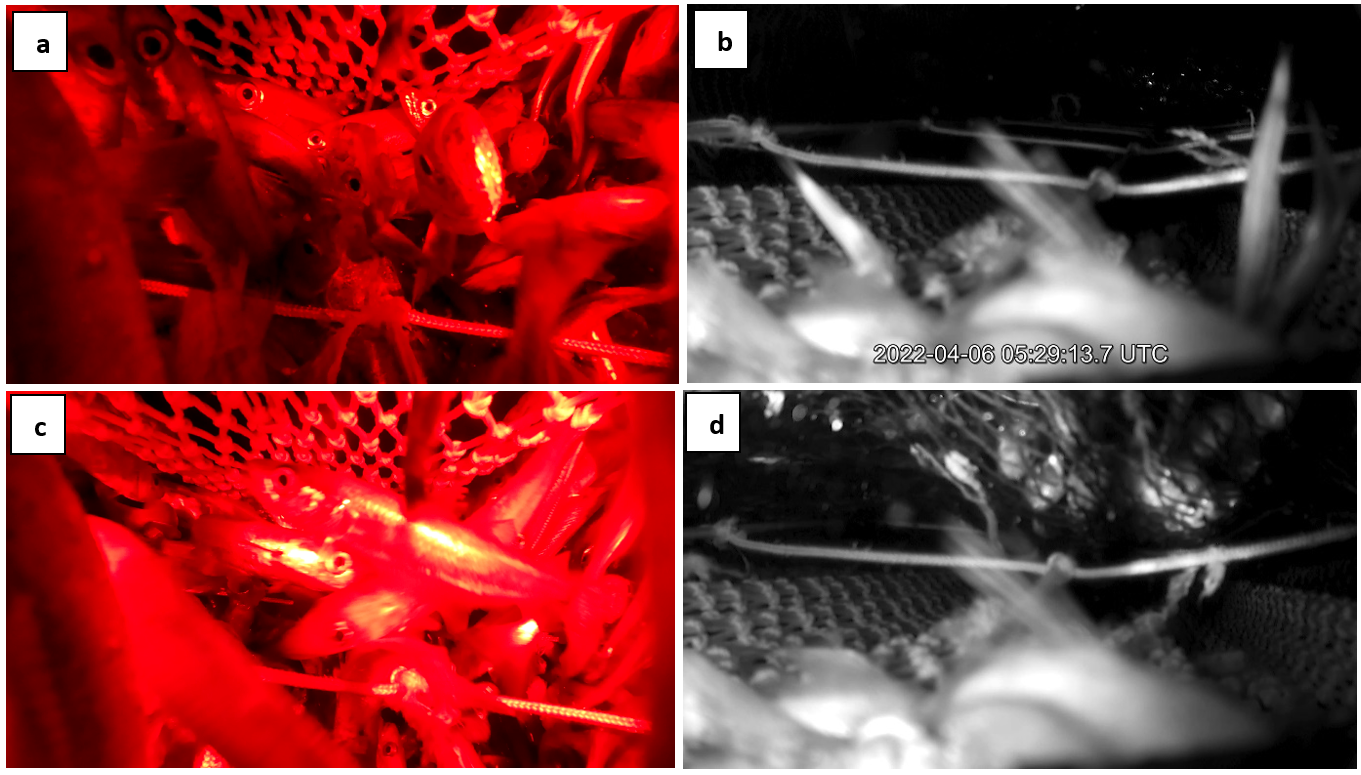 Figure 8.11 - images from video inside the BRS during hauling haul 07 [05:29:13]: a) position 7iF [05:29:13], fish accumulating at top of the leading panel; b) position 6iF [05:29:13], accumulation of fish at the top of the leading panel visible as speckles in the background; c) position 7iF [05:29:21], fish accumulating at top of the leading panel; and d) position 6iF [05:29:21], mass of fish trapped in netting behind the leading panel.