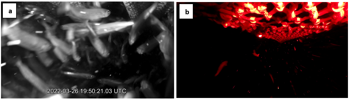 Figure 8.5 – images from video later in haul 01 at higher catch densities [19:50:21]: a) position 6oF, below the BRS escape opening, shows a very substantial number of blue whiting escaping; while b) position 2oF, outside the bottom opening in the FRS, shows fewer blue whiting escapes.  For comparison, the escape rate from the bottom opening in the FRS (position 2oF) at this time was approximately 30 fish per minute, but it was difficult to differentiate between fish exiting via the BRS and FRS, so this estimate could be less.  Unfortunately, there was no video available inside the BRS at this time, because the camera at position 9iB stop recording at 18:46:10.